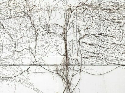 Andreas Gefeller, Untitled (Plant on Wall), 2010. Pigment Print on Fine Art Paper 130 x 222 cm. Credit from "The Japan Series". Courtesy Thomas Rehbein Galerie Cologne and Hasted Kraeutler New York  
