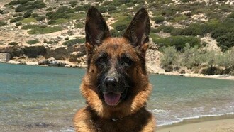 Moly, my dog, at the beach