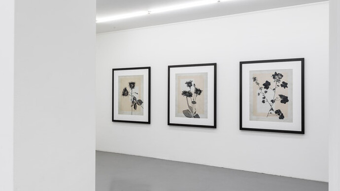 Thomas Ruff. Courtesy of Mai 36 Galerie
