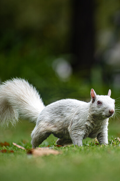 Scoiattolo albino. Noi uomini siamo propensi a pensare che l’albinismo sia un fenomeno esclusivamente umano, ma in verità è stato riscontrato in diverse specie animali oltre a quelle già menzionate, per esempio nelle salamandre, nelle rane e in diversi mammiferi come pipistrelli, cervi, bufali, coioti, genette, procioni e anche macachi