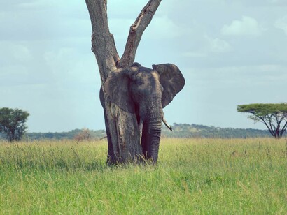 Singita Mara River Wildlife 