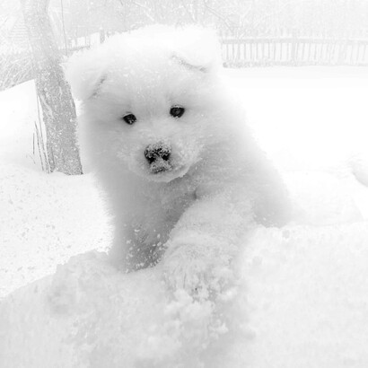 Taika in Snow
