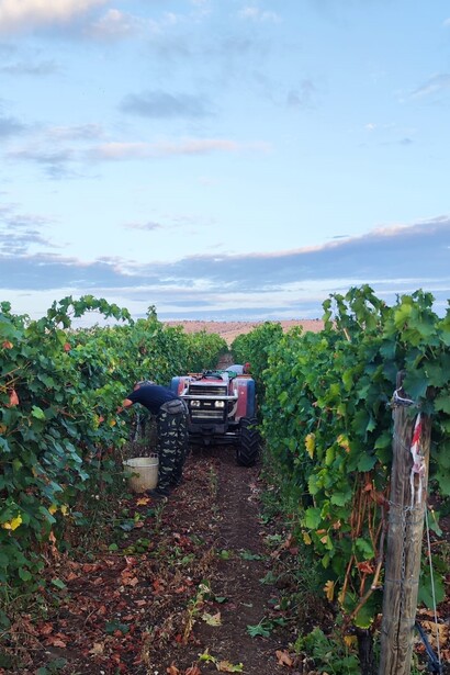 Con la vendemmia, la fatica dell'anno si trasforma in vino, simbolo di tradizione e convivialità