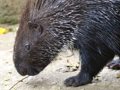 Porcupine is sometimes seen at night from public roads. Image taken at Colombo Zoo © Gehan de Silva Wijeyeratne
