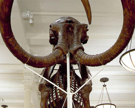 Milstein Hall of Advanced Mammals. Courtesy of American Museum of Natural History