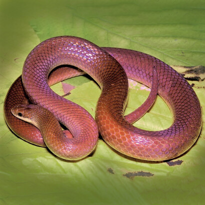 La alacranera norteña («Stenorrhina freminvillei»). Foto: Alejandro Solórzano