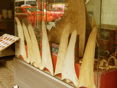 Shark fins and jaws for sale in Bangkok’s Chinatown, Thailand