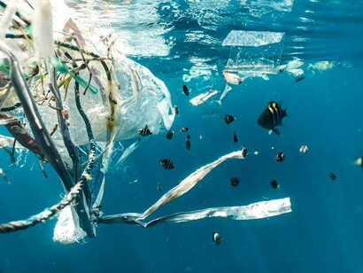 Un continuo aumento della presenza di microplastiche nel corso degli anni, una quantità che è triplicata negli ultimi vent'anni