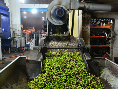 Spremitura delle olive