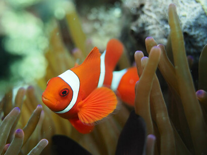 Clown fish, ph. Aditya Havelia