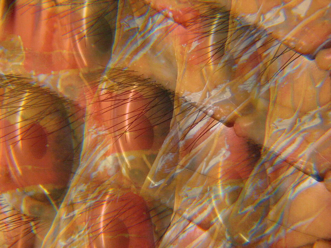 Beatrice M. Serpieri, A fil di sguardo