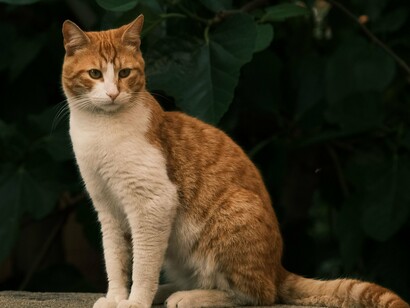 Em primeiro plano, um gato ruivo e branco encara a cena enquanto permanece sentado sobre uma superfície cercada pelo verde. O olhar atento reforça uma das características que tornaram os felinos tão fascinantes: a impressão de que estão sempre observando algo que nós não conseguimos perceber