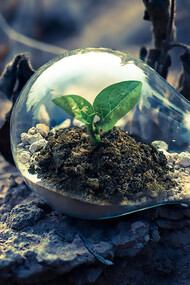 Clear light bulb planter on gray rock