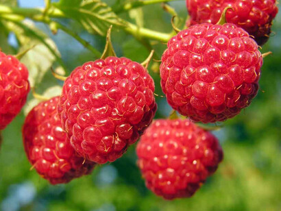 Fresh raspberries