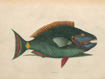 Mark Catesby- Natural History of Carolina, Florida and the Bahama Islands