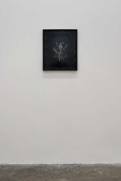 Chris Evans, Diplomatic Letter IV, Ambrosia Artemisiifolia, commissioned drawing by Arūnas Gelūnas, Ambassador for Lithuania at UNESCO, inverted, 2014. Silver Gelatin Print, framed, 53 x 44.5 cm. Project Arts Centre, Dublin (2014)
