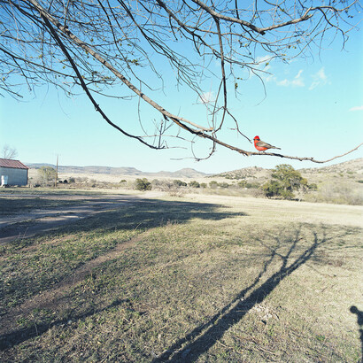 Jean-Luc Mylayne. Courtesy of Aargauer Kunsthaus