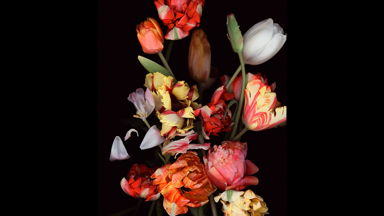 B.A.R.O.C.K. Courtesy of me Collectors Room