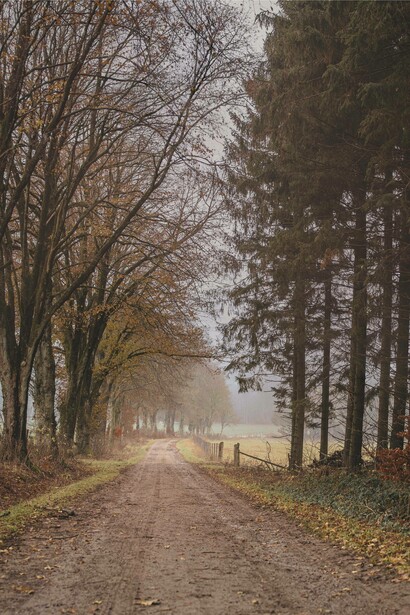 Trees and road ahead