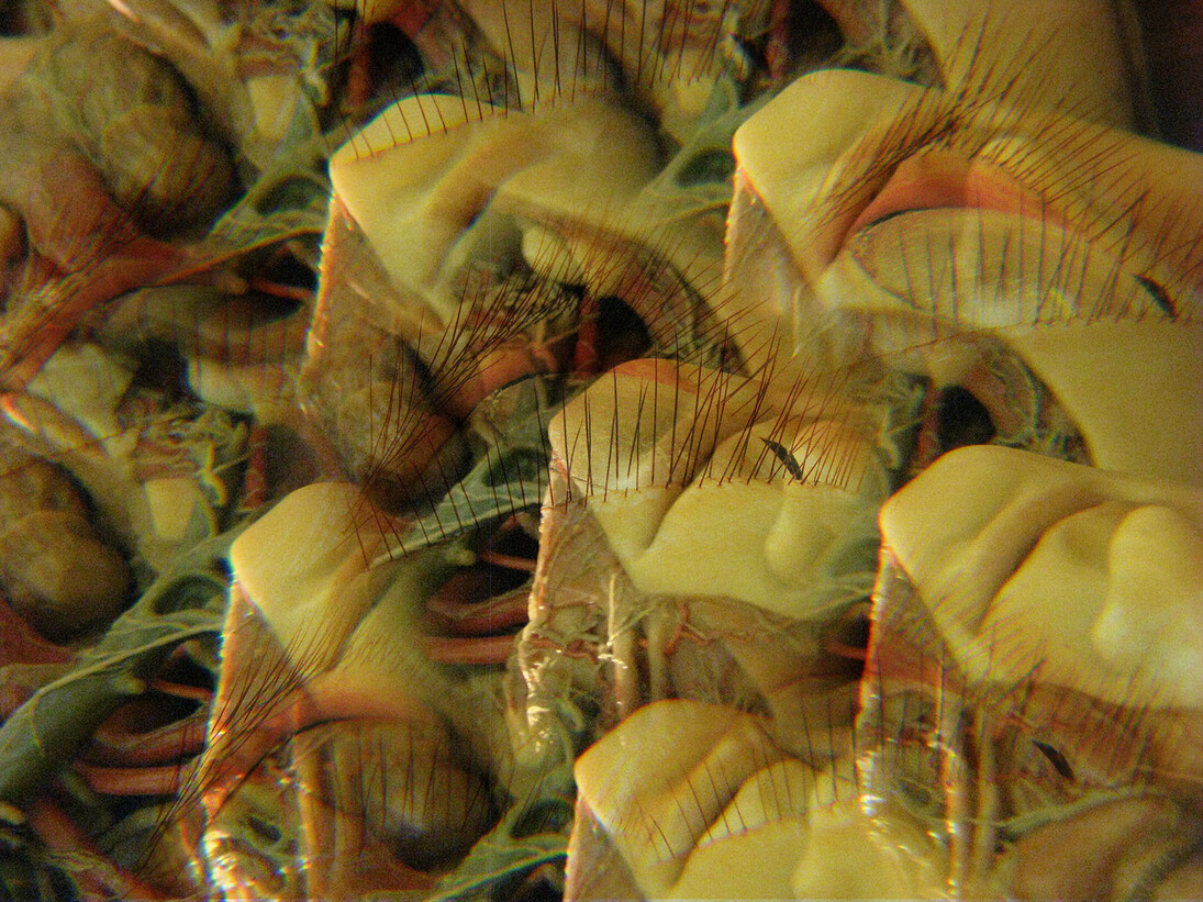 Beatrice M. Serpieri, Genesi