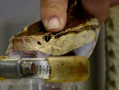 The collection of snake venom in the laboratory