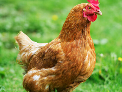 Despertar quizás seis meses después. Recuperar lucidez o distancia o desapego