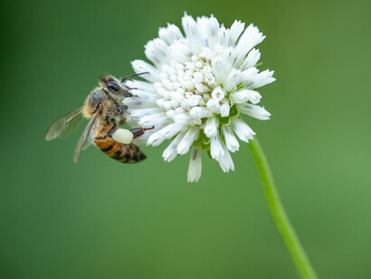 Bee on white flower
