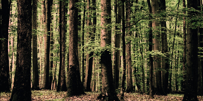 Woodlands. Courtesy of Bernheimer Fine Art