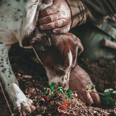 Nel Medioevo, il tartufo perse parte della sua fama e veniva considerato un alimento misterioso e persino pericoloso, associato alla magia e alle stregonerie
