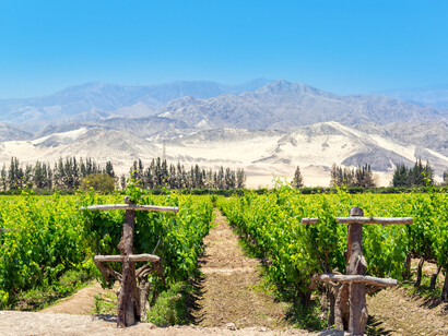 Viñedos en Ica, Perú
