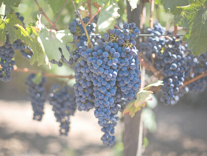 Uva. Il vitigno era utilizzato per dare corpo, struttura, colore, alcol ad altri vini; il vitigno scontroso è caratteristico solo di un determinato areale