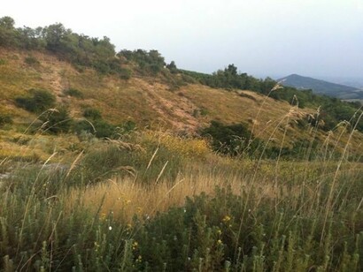 Prateria arida dei Colli Euganei  

