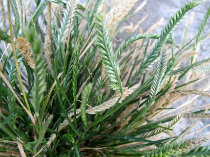 In Cambodia people use Paragis tea to relieve fever 