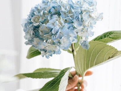 Mujer mostrando una hortensia con la mano izquierda