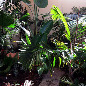 Butterflies. Courtesy of Regional Natural History Museum of Plovdiv