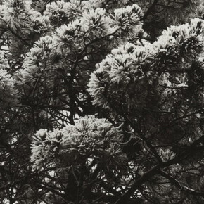 Aenne Biermann. Courtesy of Museum Ludwig