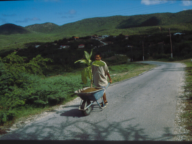 Wilfredo Prieto, Walk, 2000, Wheelbarrow, soil, plant, and chromogenic print, overall dimensions variable. Solomon R. Guggenheim Museum, New York, Guggenheim UBS MAP Purchase Fund. Courtesy the artist and NoguerasBlanchard, Barcelona/Madrid