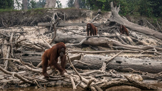 El orangután de Sumatra se enfrenta a la amenaza de la extinción a causa de la destrucción de su hábitat por la industria del aceite de palma