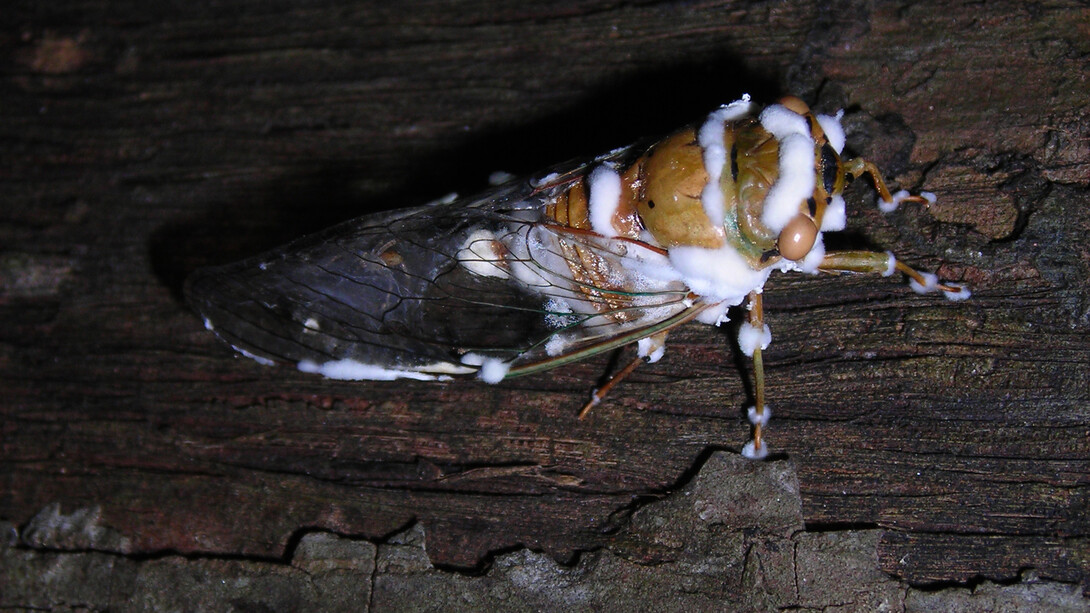 Cicada parasitada por Beauveria bassiana