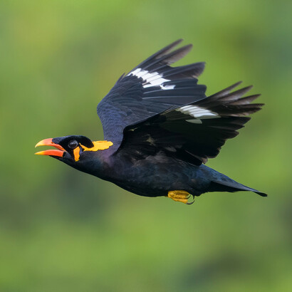 Gracula religiosa en vuelo, símbolo de la consciencia del estar en el mundo en la novela «La isla» de Aldous Huxley 