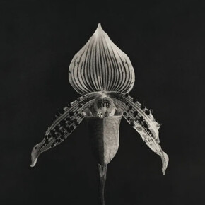 Robert Mapplethorpe. Orchid, 1986-1987. Image courtesy of Zeit Contemporary Art, New York