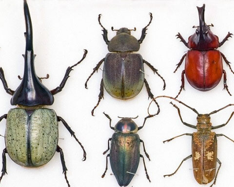 Entomology collections. Courtesy Natural History Museum 