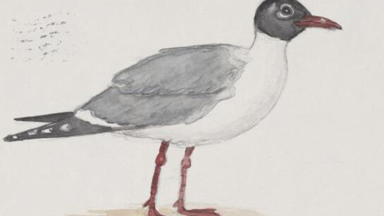 The Perilous Texas Adventures of Mark Dion. Courtesy of Amon Carter Museum of American Art