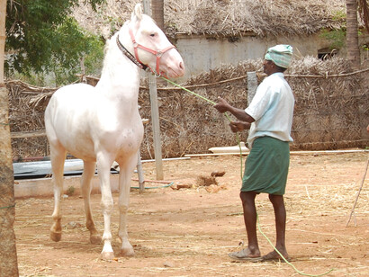 Horse for sale, Pure Nukra
