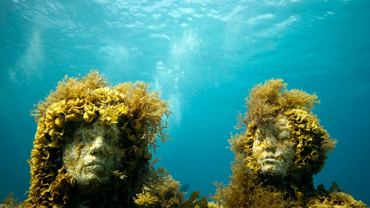 Vegetación marina creciendo alrededor de las esculturas sumergidas de Jason deCaires