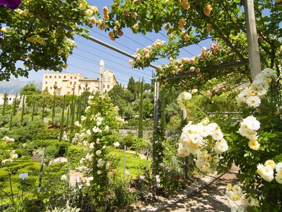 I giardini di Castel Trauttmansdorff a Merano, i roseti © Marion Gelmini