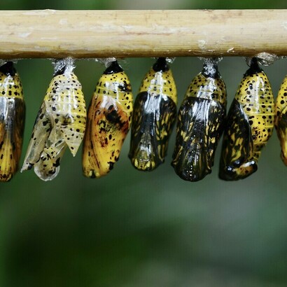 La transformation qui donne naissance au papillon est une métaphore qui accompagne le rêve de changement des économies des pays émergents