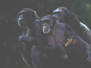 Tutti gli animali, esclusi gli scimpanzé,  temono il fuoco 