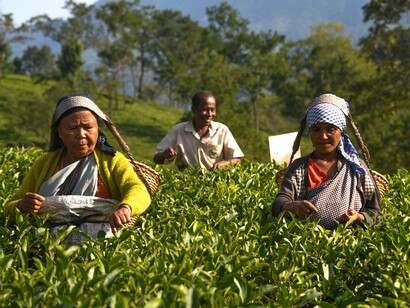 Tea pluckers plucking tea leaves