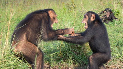 Gli animali hanno più di noi umani un modo molto rapido per dare un valore positivo o negativo a tutto ciò che capita loro intorno